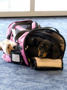 Dog Air Travel