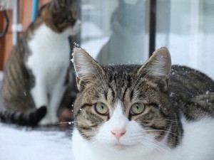 cats outdoors