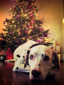 Dalmatian by a Christmas Tree