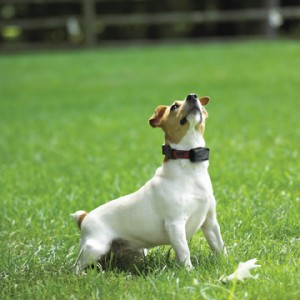 Jack Russell terrier wearing DogWatch collar