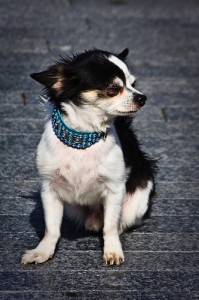 Dog Wearing Jewelled Collar