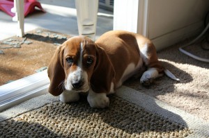 Basset Hound sitting in front of door
