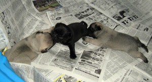 Puppies on newspaper