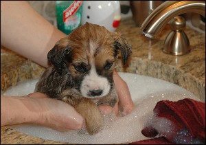 Fenway getting her first bath