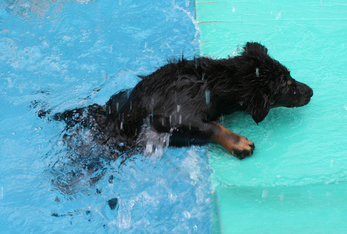 Puppy_in_pool