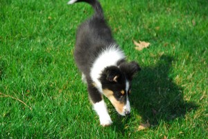 Sheltie pup