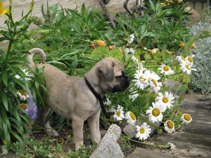 Puggle in flowers