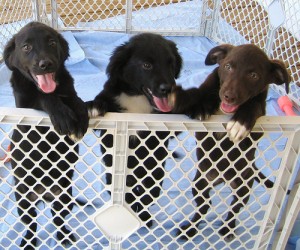 Shelter puppies