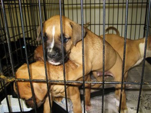 Shelter puppies