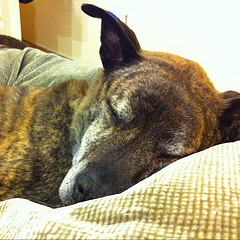 Napping senior