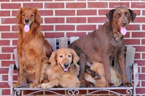 Sammy, right, with his "siblings" Ginger and Andy. Sammy was determined to squeeze his way onto that bench!
