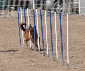 Shepherd tackles weaves in agility course
