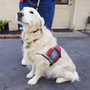 Therapy dog Butch visits the Little House in Groveland, CA.