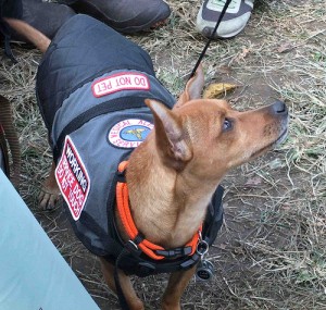 Medical alert dog