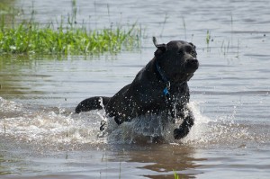 Holly the black lab especially loves to play in the water any chance she gets. Photo by Pete Markham via Flickr.