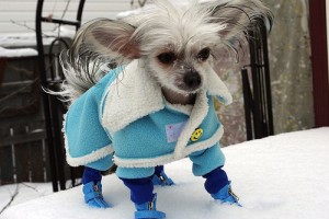 Pretty pup in his winter coat and boots. Photo by Yolanda via Flickr.