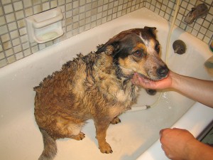 Peaches gets a faux-hawk during her bath. Photo by Augie Schwer via Flickr.