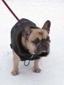 A French Bulldog in a coat: doesn't get much cuter than this! Photo by Jussi Linkola via Flickr.
