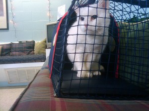 Cat in carrier at vet. Photo by Paulo Ordoveza via Flickr.