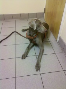Dog at the vet. Photo by Heather Hopkins via Flickr.