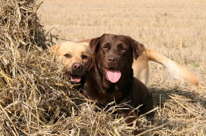 Chez the yellow lab and Rosie the chocolate lab play in a corn field. Photo by IDS Photos via Flickr.