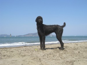 Louie the poodle frolics on a San Francisco beach after enjoying a nice dip in the Pacific. Photo by Martin Bishop via Flickr.
