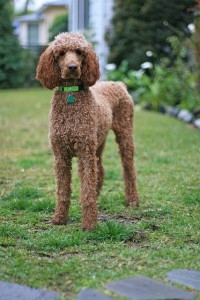 Poppy is a perfect example of the standard poodle's dense, curly, single-layer coat. Photo by A W (Living in Monrovia) via Flickr.
