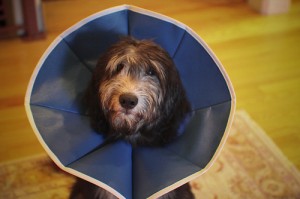 Luna with her "Cone of Shame." Photo by Sonny Abeshamis via Flickr.