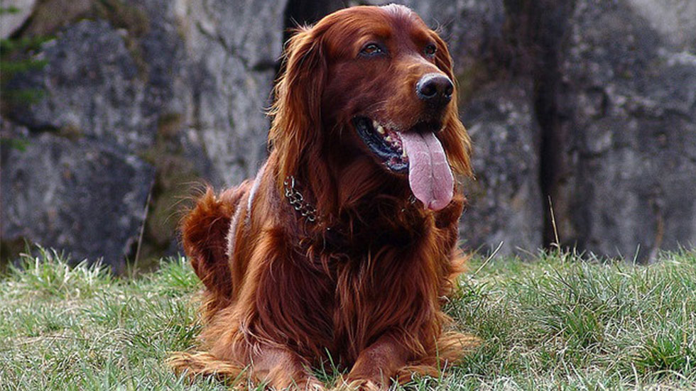 Irish Setter