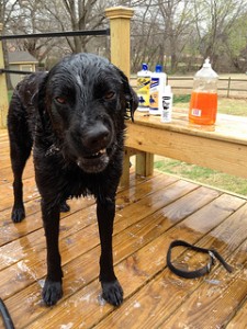 Dog not happy about his skunk bath. Photo by Oakley Originals via Flickr.