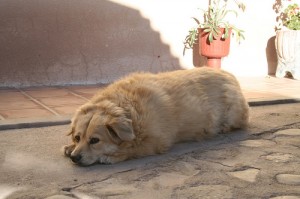 Obese dog. Photo by Lisa Cyr via Flickr.