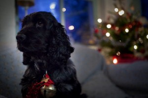 Maisie the black cocker spaniel next to the Christmas Tree, with a bell and tinsel on her collar. Photo by _dbr via Flickr.
