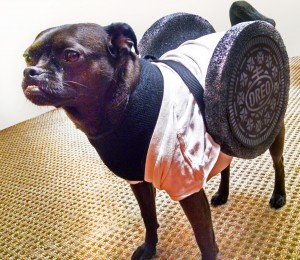 Howl-O-Ween: 10 Homemade Halloween Dog Costume Ideas for Beginners to