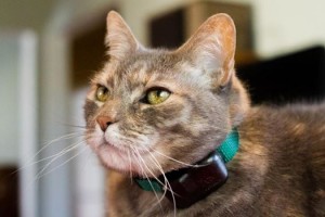 Close up of gray tabby cat wearing a DogWatch collar