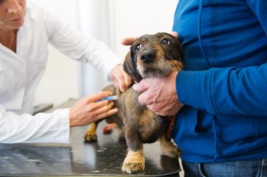 Veterinarian giving dog a vaccine