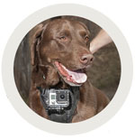 Action camera dog harness