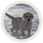 Golden Retriever puppy in the snow