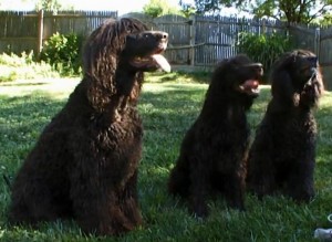Irish Water Spaniels, a screenshot from Animal Planet's "Dogs 101"