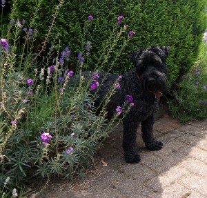 Libby the Kerry Blue Terrier by Sam Saunders