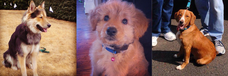 Gerberian Shepsky, Goldendoodle and Labbe