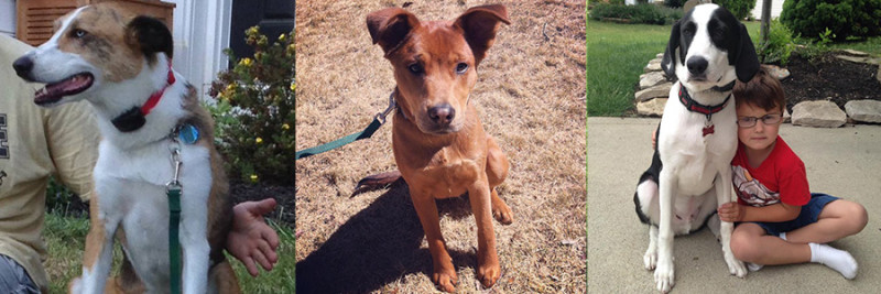 Sheprador, Shepherd Chow and All-American Dog