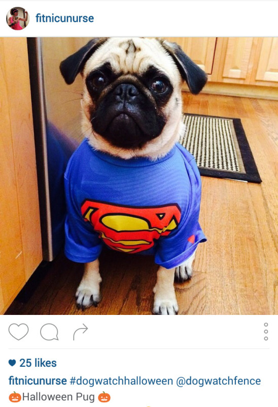 Superpug on Instagram