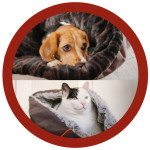 P.L.A.Y.’s Snuggle Dog (or Cat) Bed