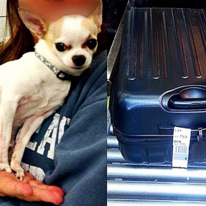 Stowaway Chihuahua via @TSA Instagram