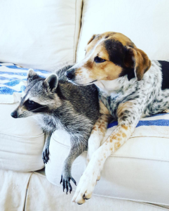 Pumpkin the Raccoon, with her dog sister Oreo