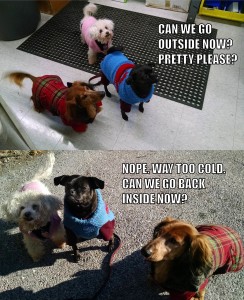 The DogWatch Office Dog Sweater Crew