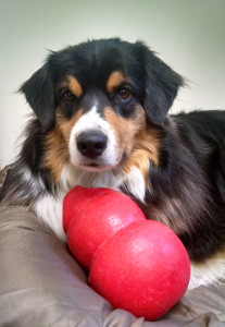 DogWatch office dog Nellie with her Kong toy