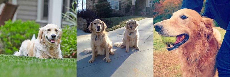 Golden Retrievers