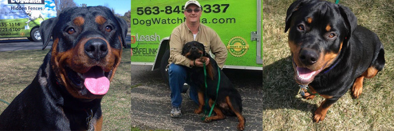 Rottweiler