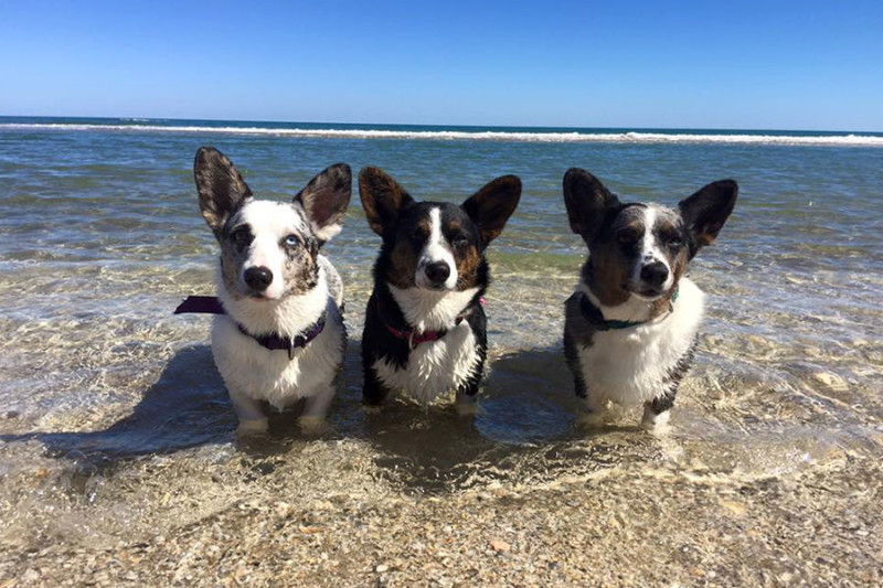 Corgis Clover, Turbo and Chloe of Stateline DogWatch enjoy a day at the beach